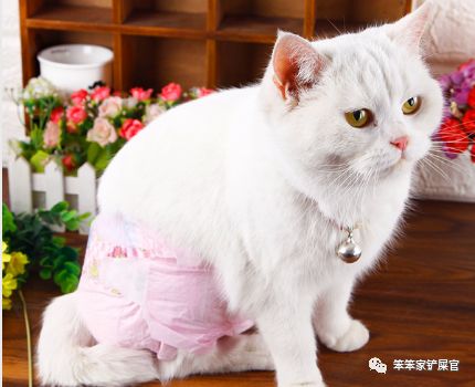 猫咪乱拉尿，打一顿解决不了问题：找出乱拉尿原因才是关键
