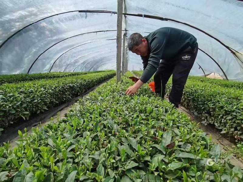好山好水出好茶绿茶,好山好水才能出好的茶