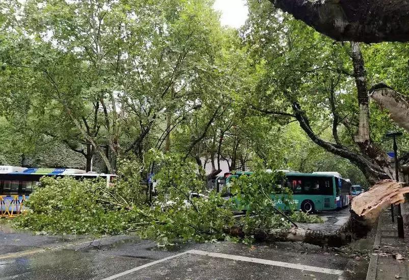 西湖60年大树被连根拔起,西湖大树被淹断电