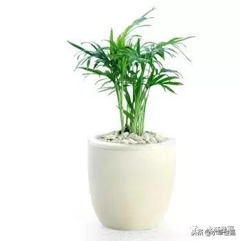 30cm水陆缸适合养什么,水陆缸植物前景中景后景搭配介绍