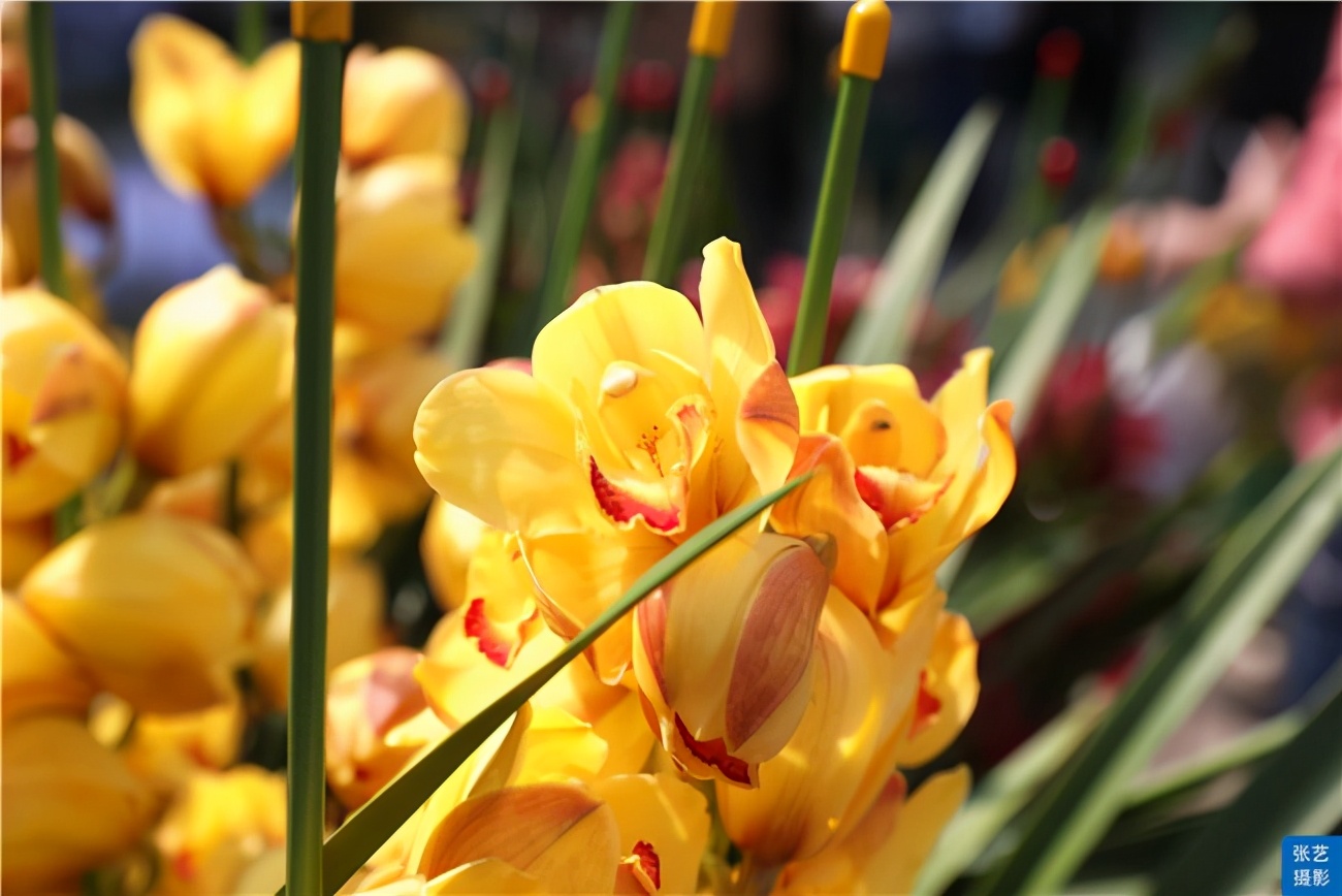 广州逛花市去哪里最好,广州岭南花卉市场人气旺似行花街
