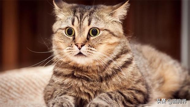 小猫受到了惊吓怎么办,小猫受到惊吓乱拉屎