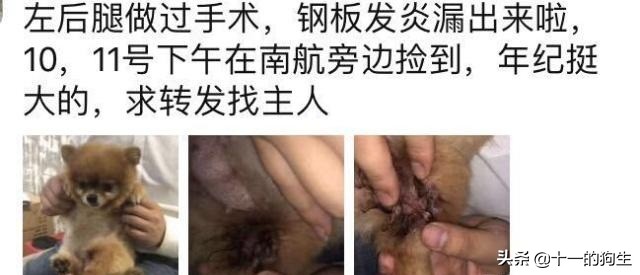 被好心人捡到，伤口复发医生不得不截肢保命，主人却上门索要赔偿