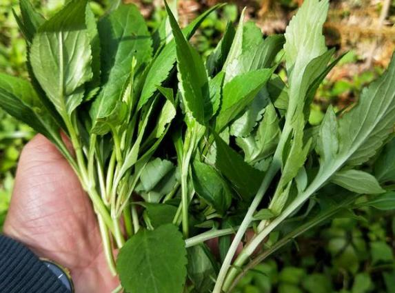 俗称苦了芽的野菜,苦菜又名油麦菜