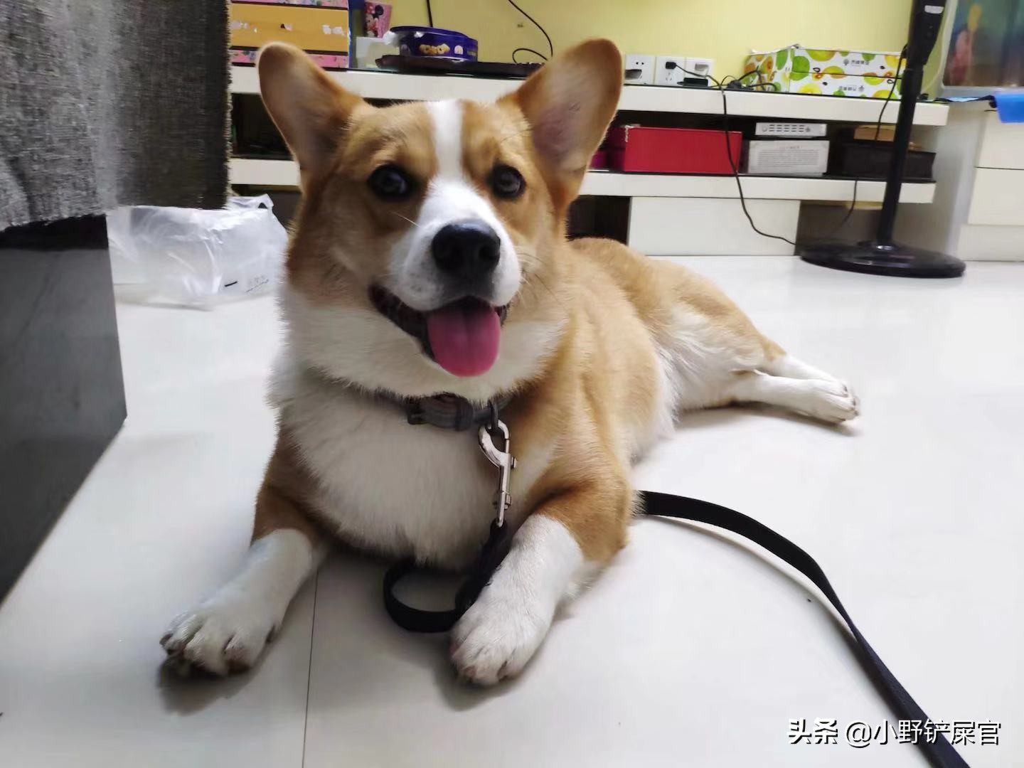 遛狗狗到底哪种牵引绳好,狗狗带上遛狗绳的重要性