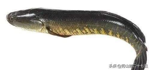 全球最危险的鱼,世界上最致命的鱼