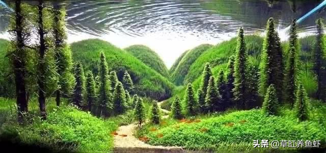 草缸新手入门需要准备什么设备,玩草缸怎么玩