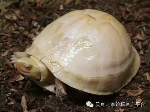 安布闭壳龟繁殖技术,安布闭壳龟要办证吗