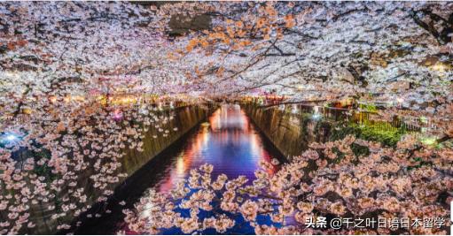 日本樱花季赏樱攻略,樱花季带你去日本看最美的樱花