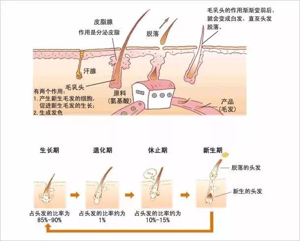 杨幂发际线变低了怎么修发,杨幂的发际线是怎么恢复的