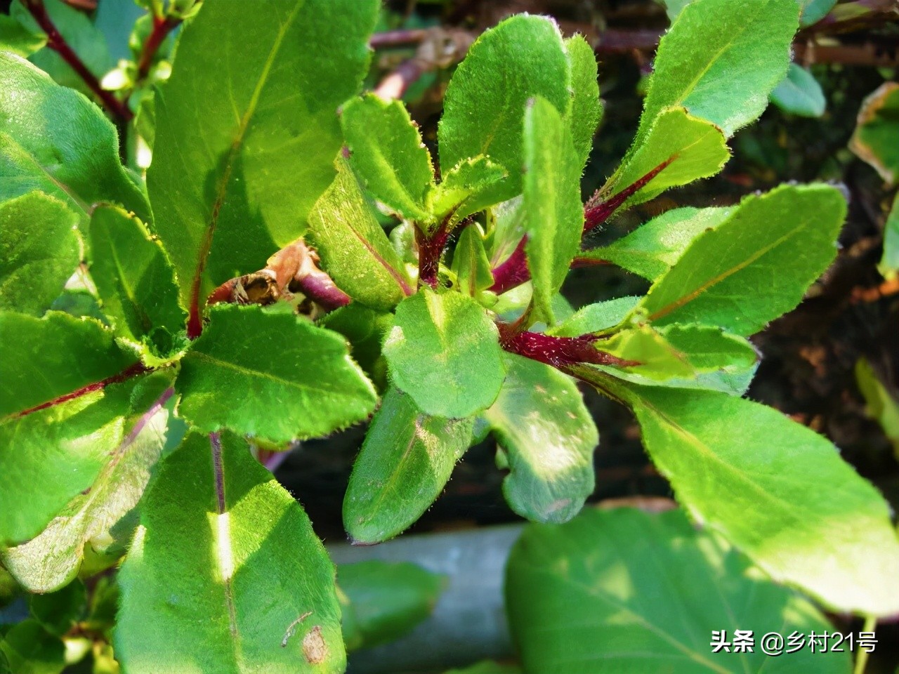 一种紫色野菜,农村常见的野菜最补血的