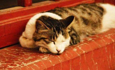 猫主子受伤了怎么处理,猫咪生病铲屎官做些什么