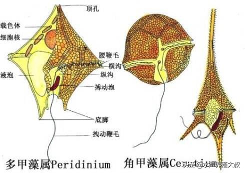 水产养殖藻类培养做法,水产养殖什么藻类最好