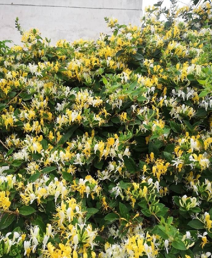 金银花怎么养成盆景,盆栽金银花养殖方法