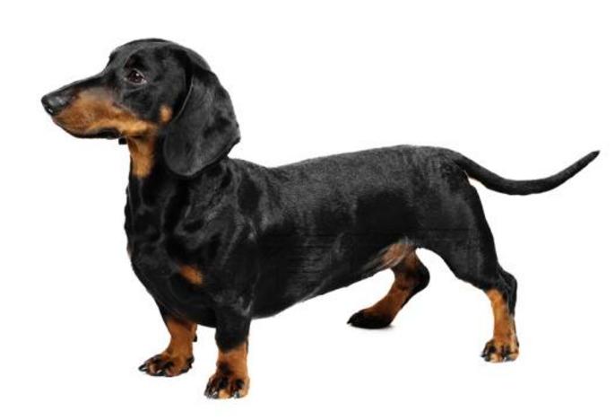 小土狗什么时候才会吠叫,六种犬