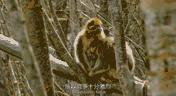 金丝猴妈妈会不会虐待宝宝,野生金丝猴带猴宝宝