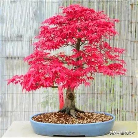 唐枫和红枫有什么区别,日本红枫和黄金枫区别