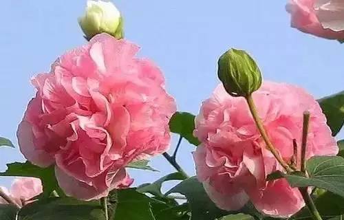 全国56个城市的市花,全国56个城市市花一览