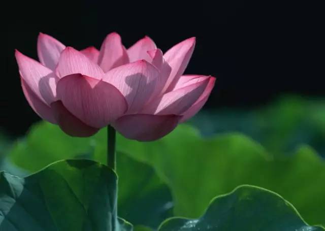 全国56个城市的市花,全国56个城市市花一览