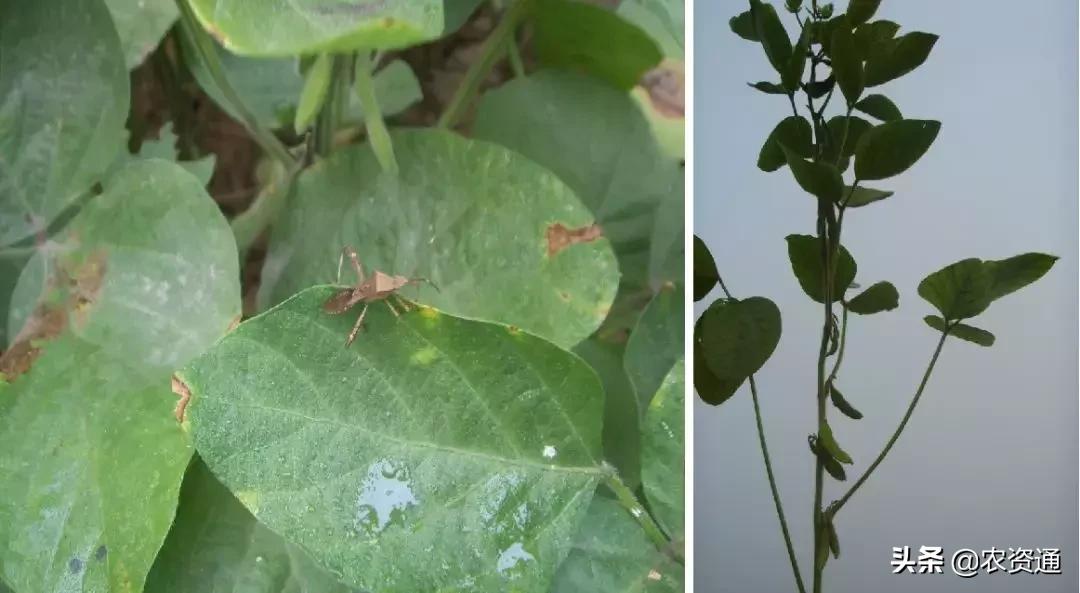 大豆后期六招促早熟及注意事项,大豆高产的十大绝招