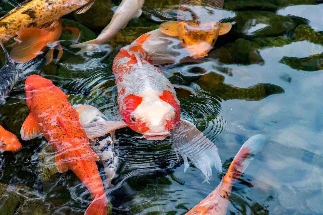 养锦鲤的常见鱼病,锦鲤养鱼的方法和注意事项