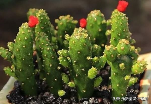 卡罗拉花怎么养殖,卡罗拉怎么养开花