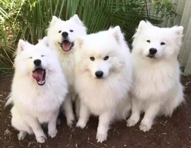 萨摩耶泪痕有效去除,萨摩耶犬泪痕咋治