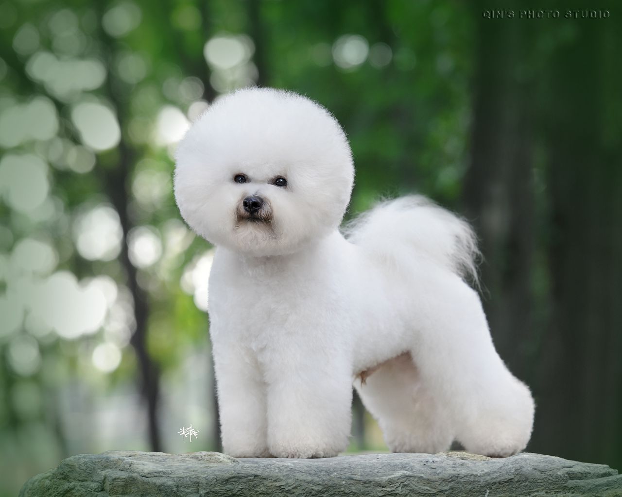热门小型犬,适合女生养的狗小型犬长不大