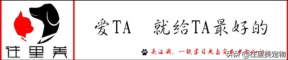 狗狗呕吐一定是犬瘟吗,狗狗呕吐拉稀是狂犬病吗