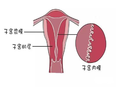 子宫内膜的所有的厚度都一样吗,子宫内膜厚度周期都不一样的吗