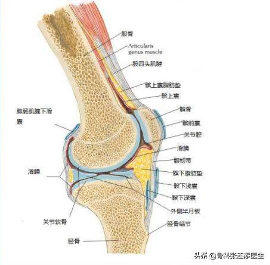 膝盖弯曲总是响是怎么回事,走路膝盖咯咯响有什么治疗方法