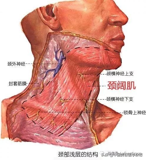 你的脖子比脸更显老，出现颈纹该怎么