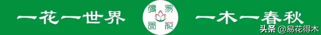 唐枫和红枫有什么区别,日本红枫和黄金枫区别