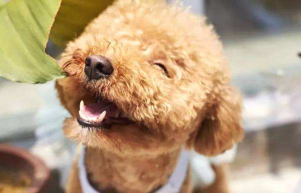 泰迪褪色怎么办,泰迪毛色褪色怎样可以恢复