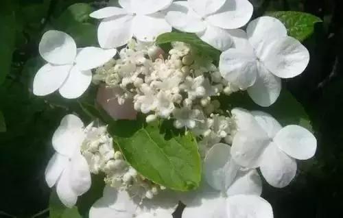 以桂花为市花的城市有哪些,中国每个城市的市花是什么