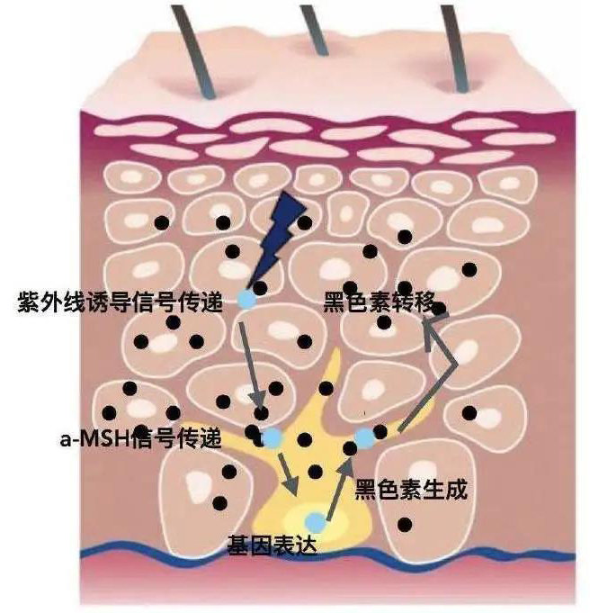 美白有什么妙招,时下最先进的美白方法