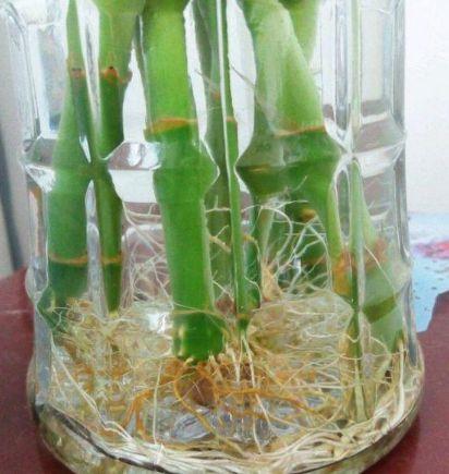 水培植物长青苔怎么处理,水培植物长青苔怎么用药品去除