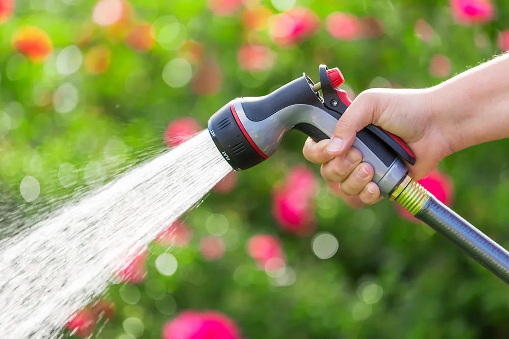 被低估的植物,被低估的水培花卉