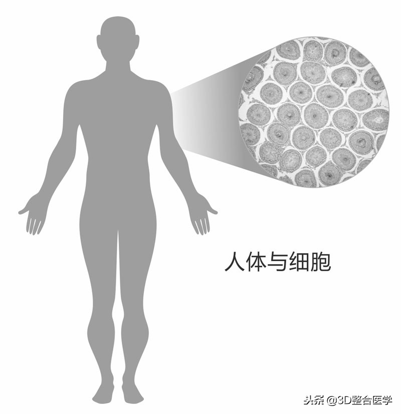 重磅连载——《3D医学》第一期