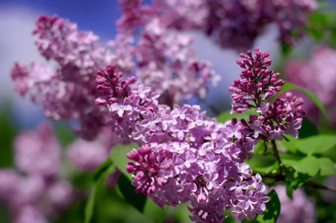 丁香花的诗句唯美,关于丁香花的诗句诗词