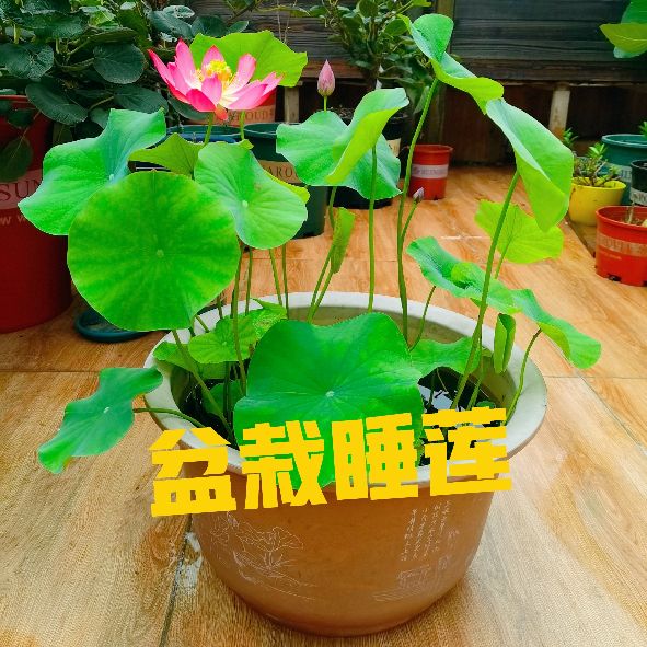 睡莲的正确摆放方法及禁忌,家庭养睡莲放哪里最好