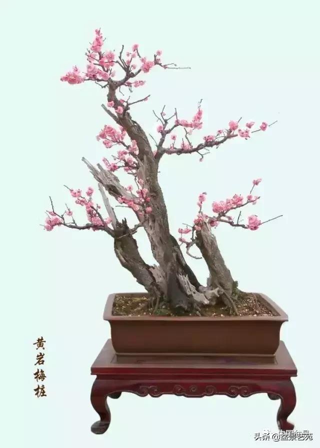 赏梅花十首最好的诗,最经典的梅花十绝