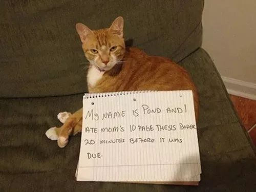 猫猫静悄悄歌曲,当猫猫静悄悄地过去偷吃你的东西