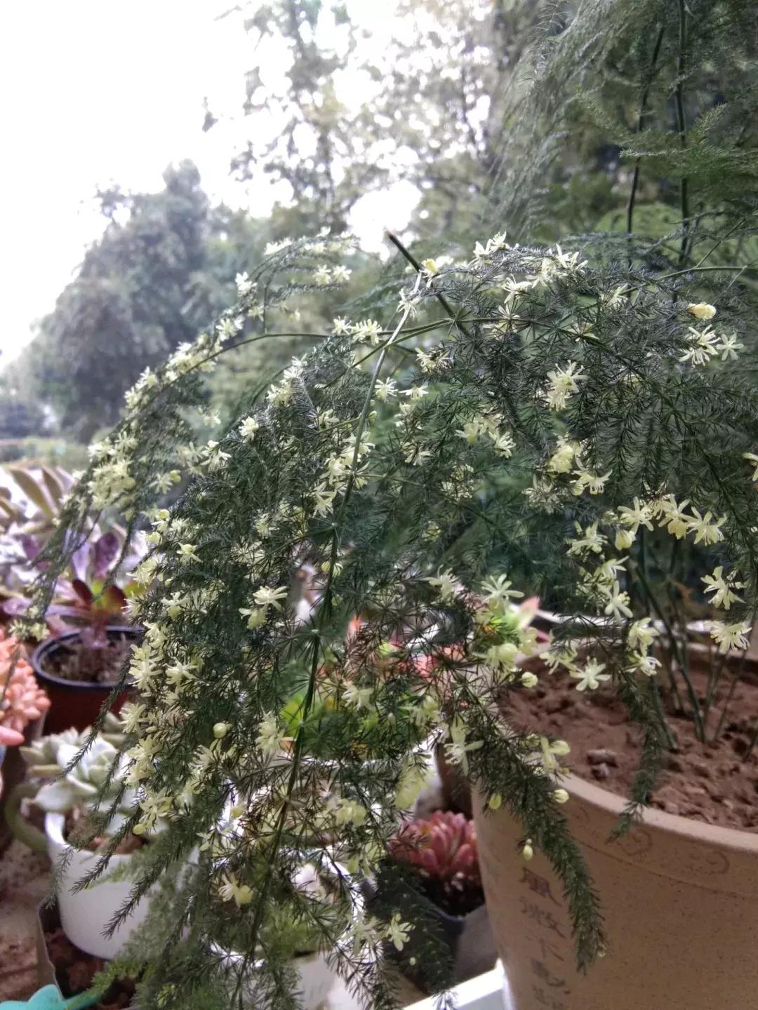 牛奶过期能浇哪些花卉植物,牛奶过期了怎么处理浇绿植