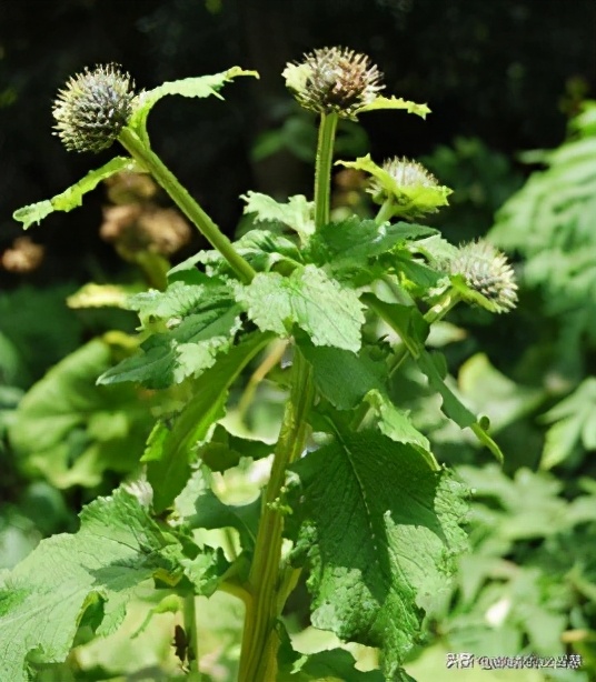 农村种植致富项目中药材,中药材种植成百姓致富良方