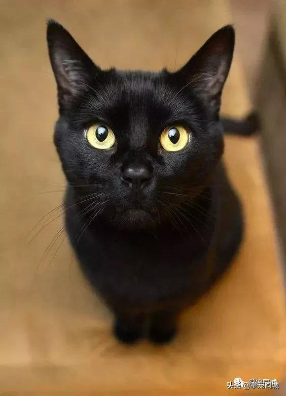 猫咪都是白色的怎么回事,猫咪为什么都看起来很干净