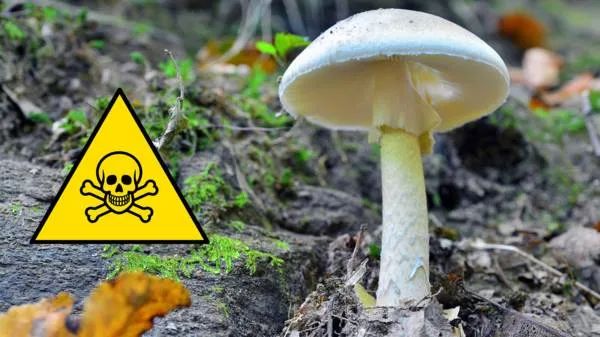 更甜更廉价就更邪恶？玉米糖浆被指控是肥胖的万恶之源
