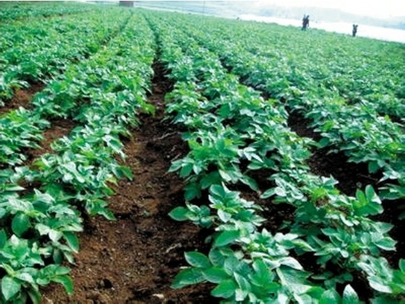 野生马铃薯和栽培马铃薯的比较,马铃薯种植技术与方法