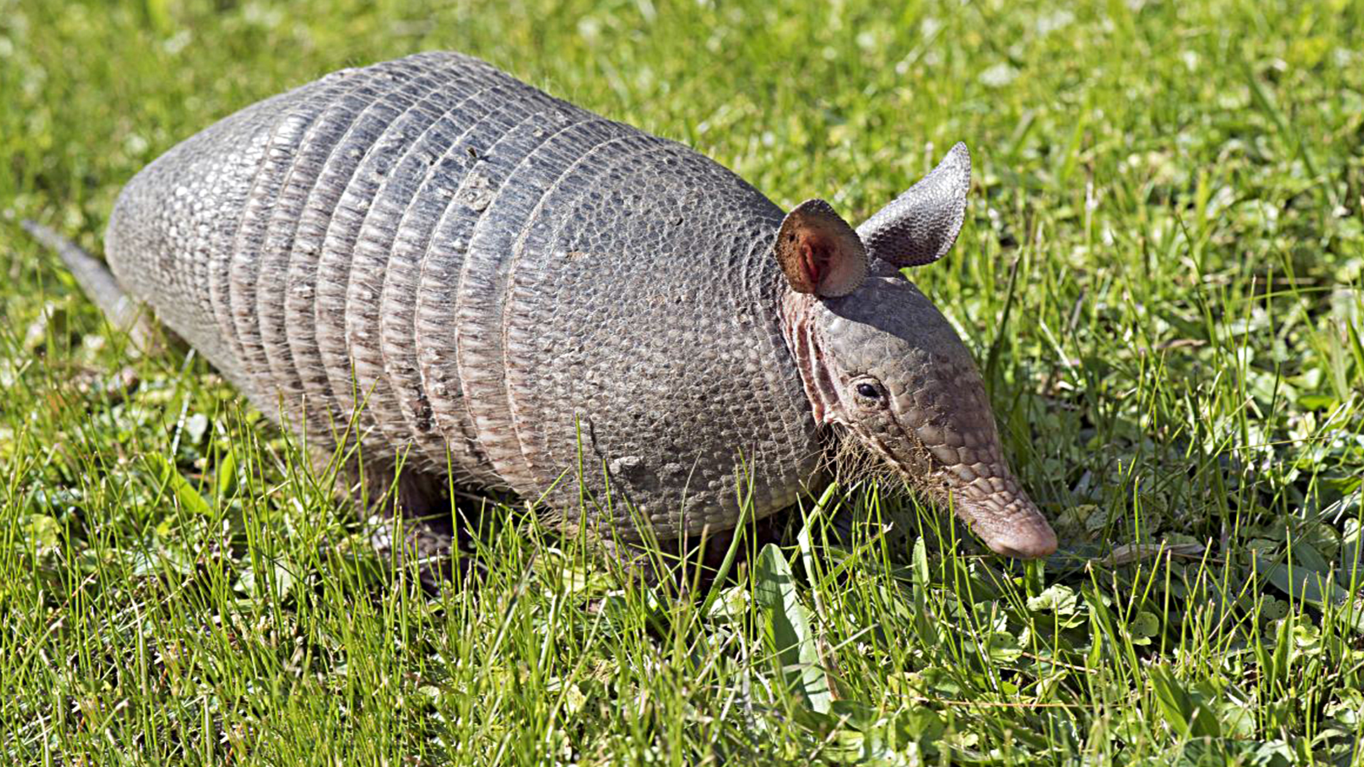 蜗牛智商高的动物,盘点动物世界最慢的动物蜗牛