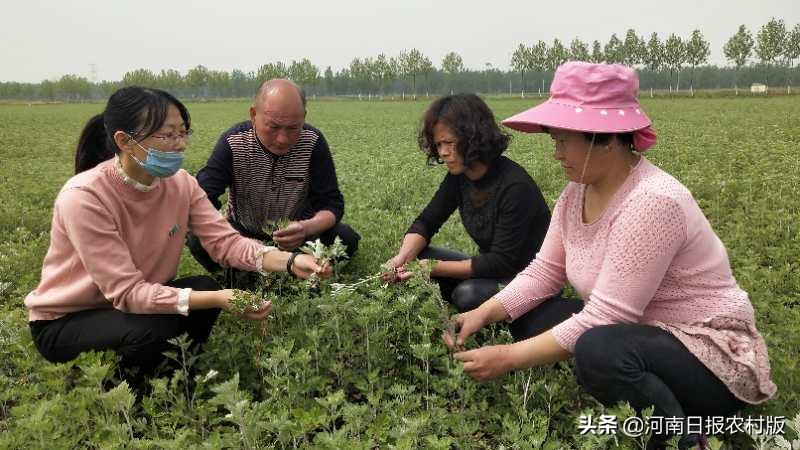 上蔡农民王线中：从“牛总”到“艾痴”，与艾草“结缘”，闯出致富门路